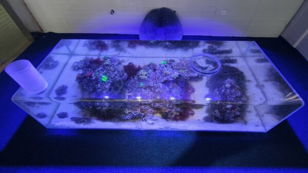 REEF ECORIUM