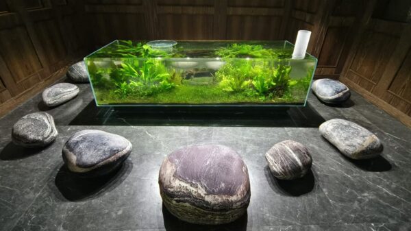 AMAZON TABLE